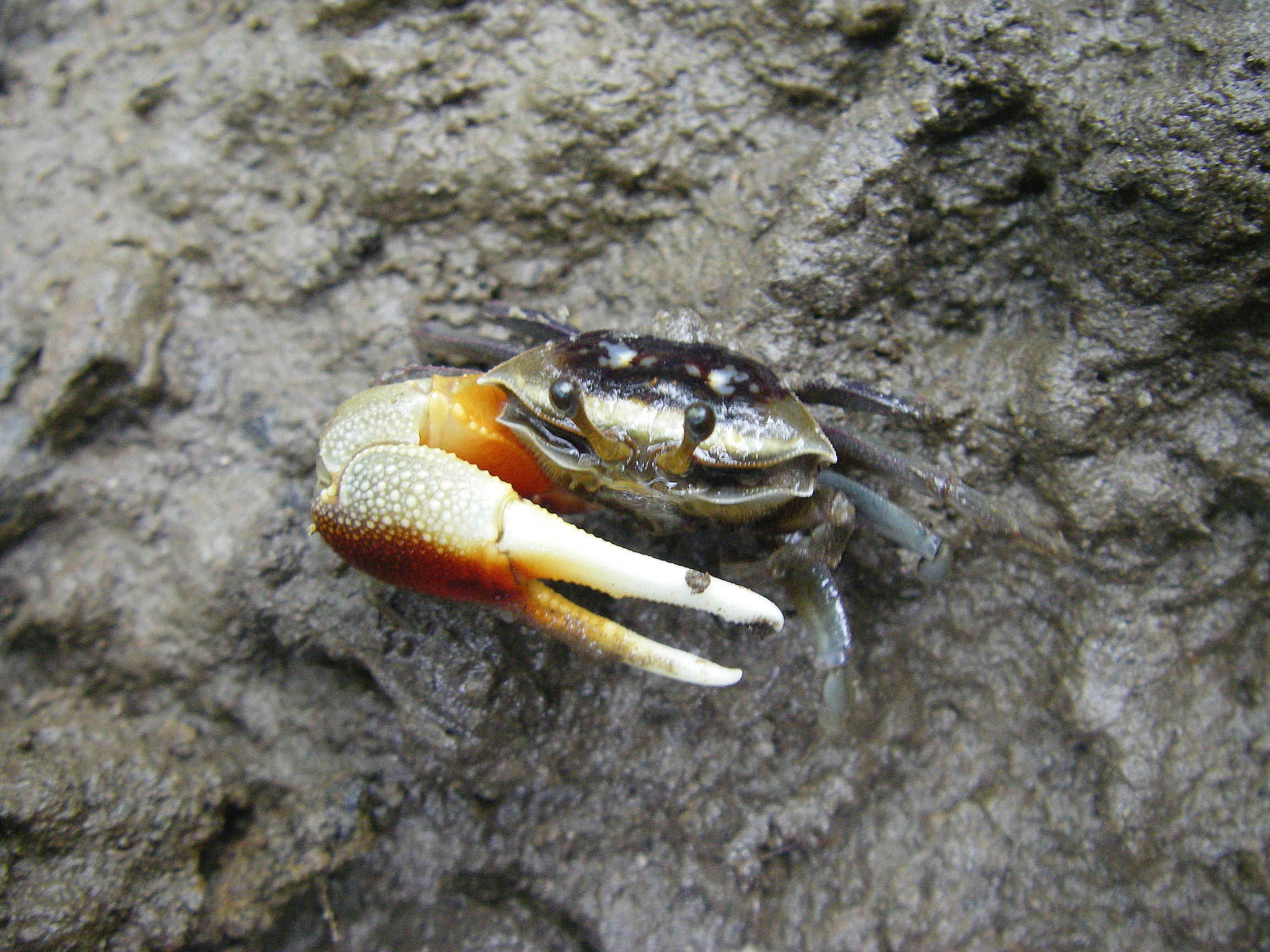 Compressed Fiddler Crab