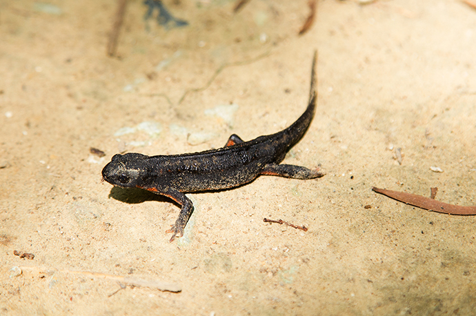 Sword-tailed Newt