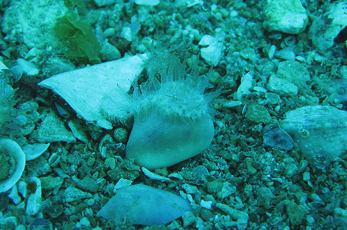 Walking Dendro, Shoe Coral