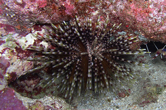 Banded Sea Urchin, Double Spined Urchin