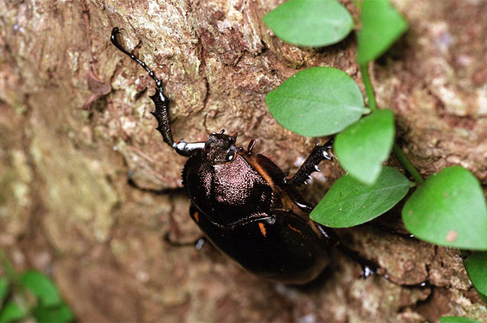 Yanbaru Long-armed Scarab Beetle