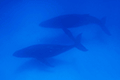 ザトウクジラ01