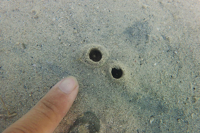 海底にもぐり水管孔を出すミナミキヌタアゲマキ